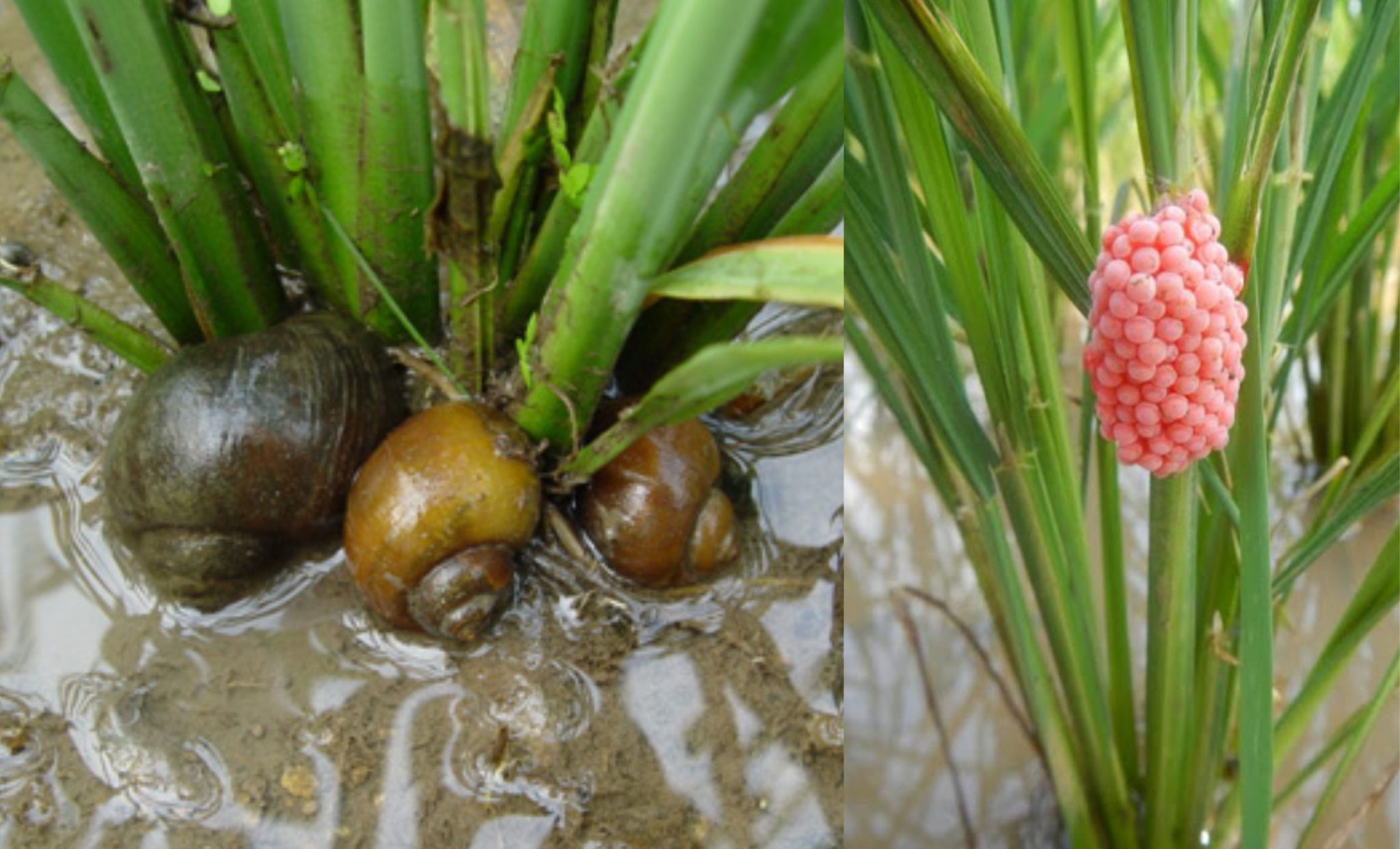 Keong mas (Pomacea canaliculata) pada tanaman padi beserta telurnya