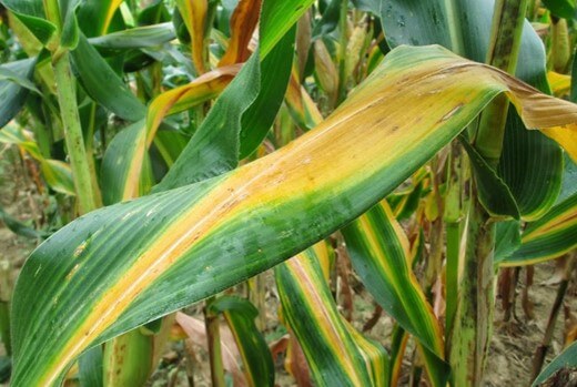 Tanaman jagung mengalami kekurangan unsur hara yang ditandai dengan daun menguning