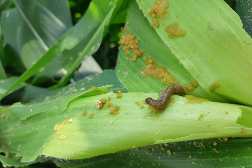 Serangan ulat grayak pada jagung
