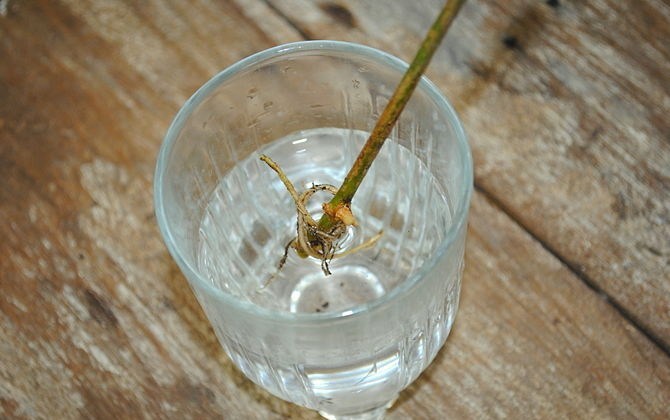 Bibit Tanaman Sulit Berakar (Akar Belum Berkembang Optimal)